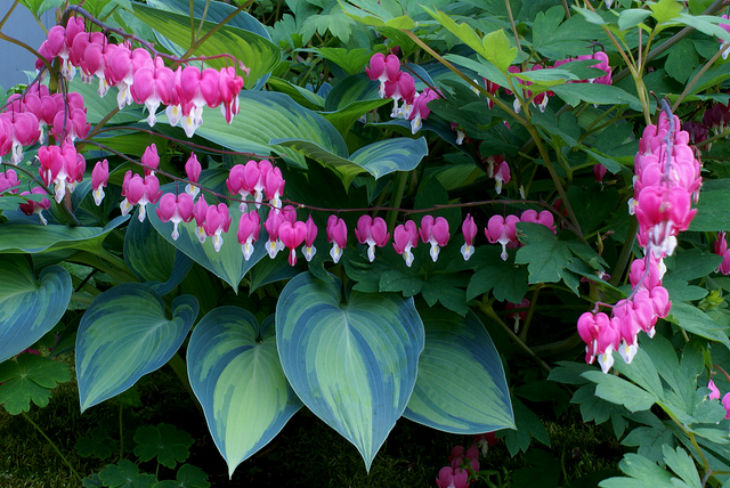 The Best Shade Tolerant Plants