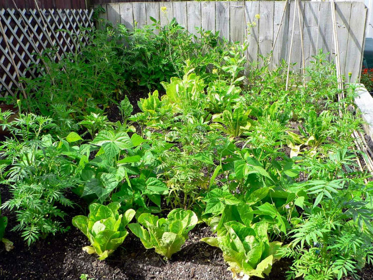 Planning the Perfect Vegetable Patch