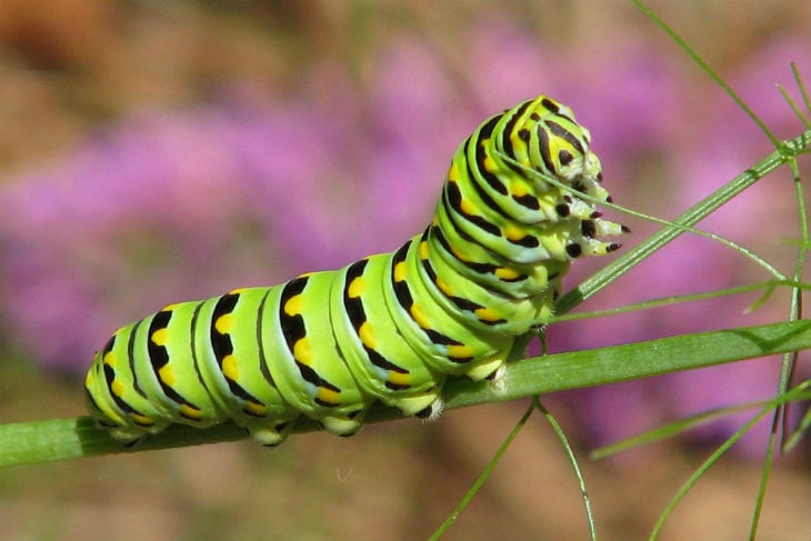 Dealing with Slugs and Snails in your Garden