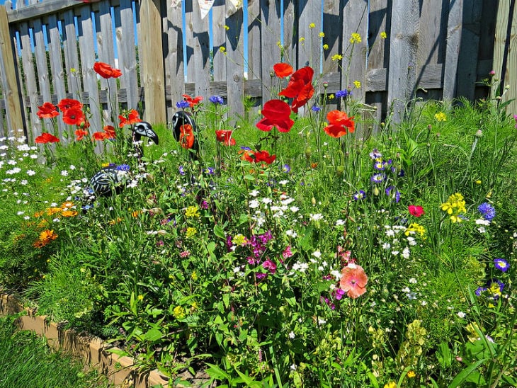 How to Create your own Wildflower Garden