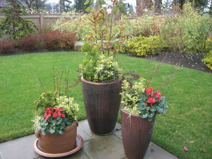 How to Create a Colourful Winter Container