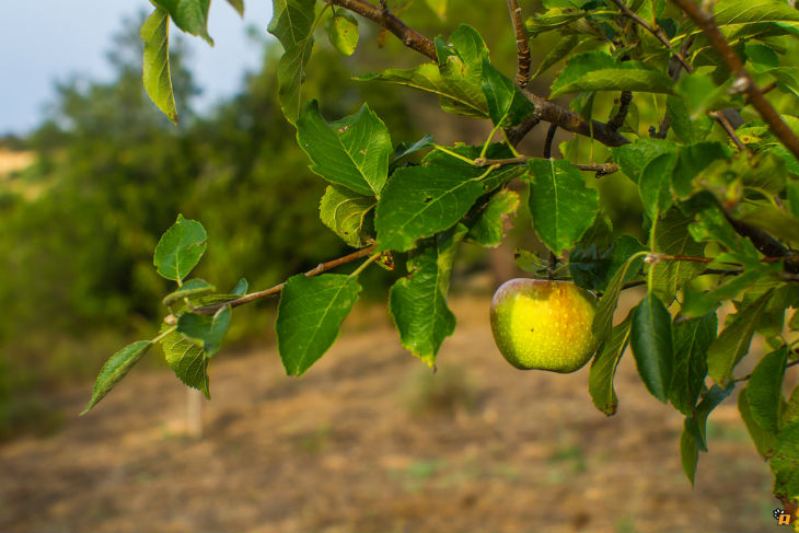 How to Prune Apple Trees