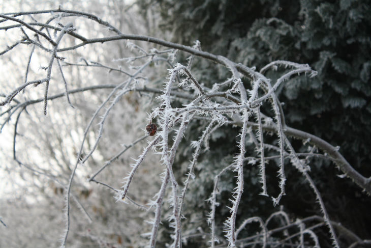 Tips on How to Protect Plants from Frost