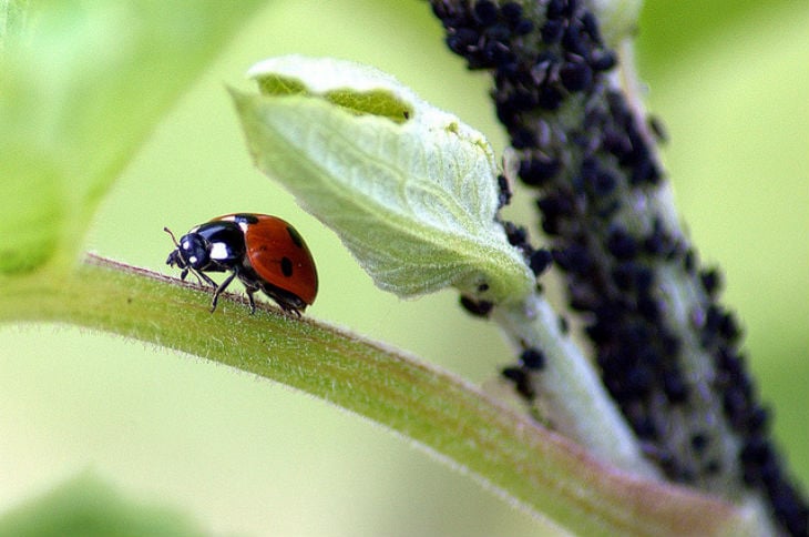 Tips on Preventing Garden Pests and Diseases