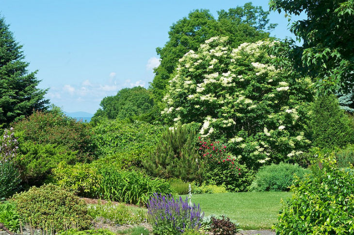 Tips On Moving Shrubs And Trees