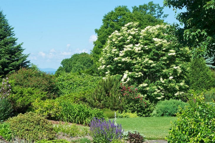 Tips On Moving Shrubs And Trees