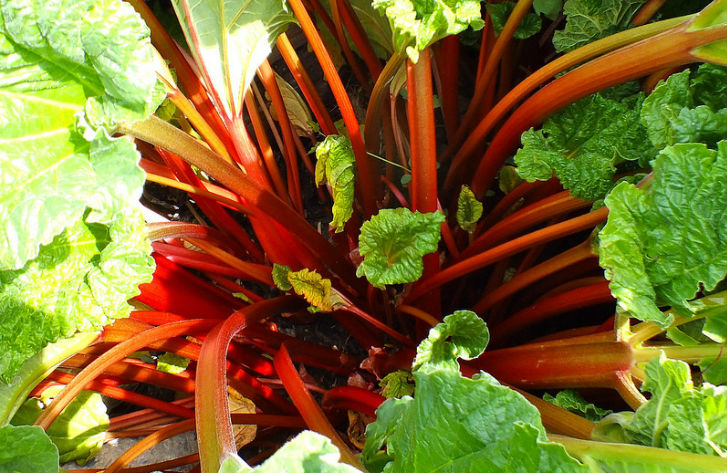 Gardening Tasks for February