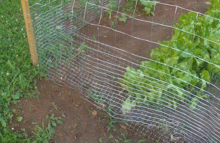 How to Rabbit-Proof Your Garden