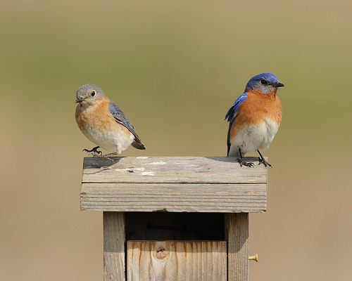 Tips For Making Your Own Bird Box