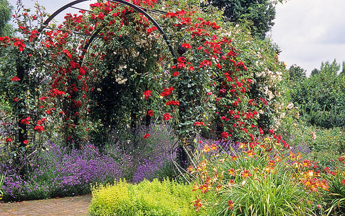 How to Train a Climbing Rose
