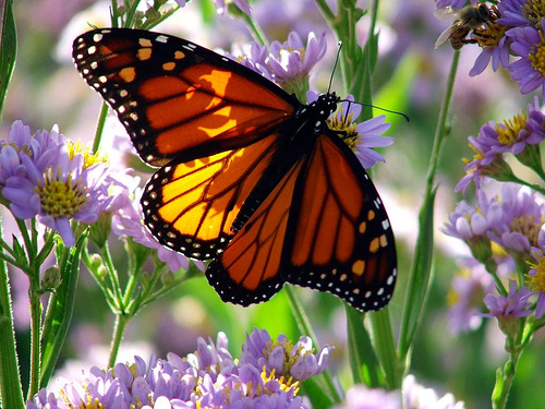 How To Create A Butterfly Garden