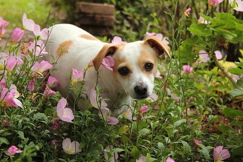 How to Make Your Garden Dog-Proof