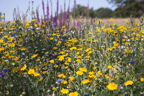 How to Make a Mini Meadow