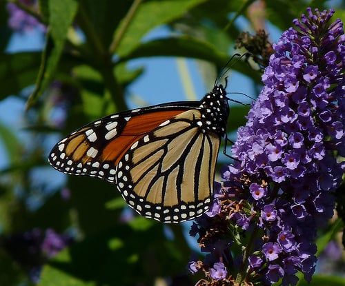 Summer Garden Wildlife