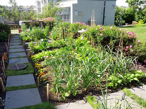 Preparing a New Garden Plot
