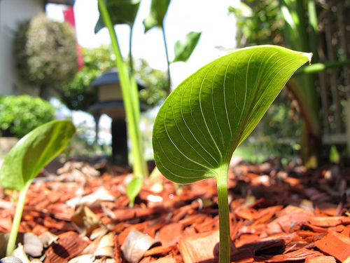 How to Mulch Your Plants