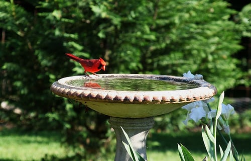 How to Include Water in your Garden