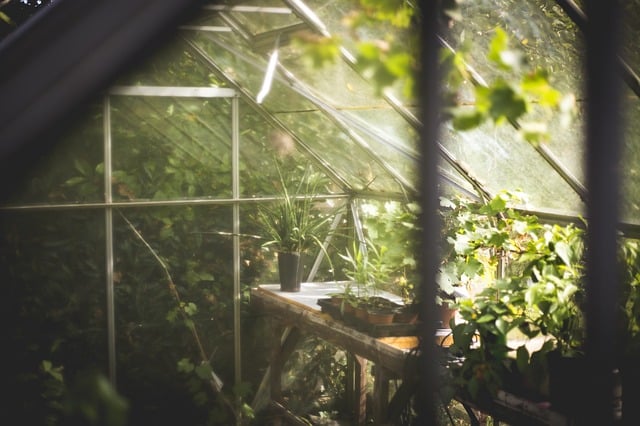 Looking After Your Greenhouse