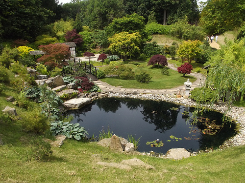 Creating an Ideal Pond
