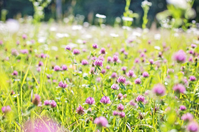 Maintaining a Wildflower Meadow