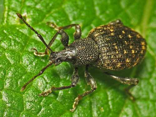 Dealing with Vine Weevil