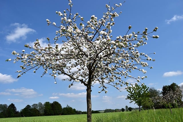 UK Native Trees, Shrubs and Flowers