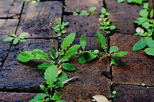 Tips on Preventing Weeds in Your Garden