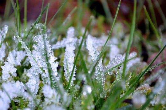 Preparing Plants for the Cold Weather