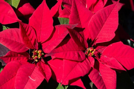 How to Care for a Poinsettia