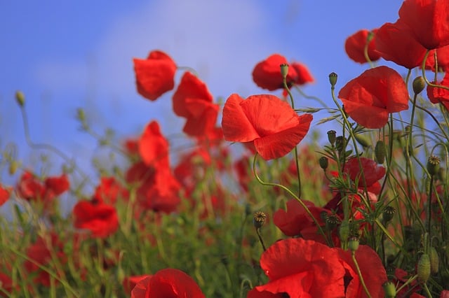 How to Grow Poppies in Your Garden