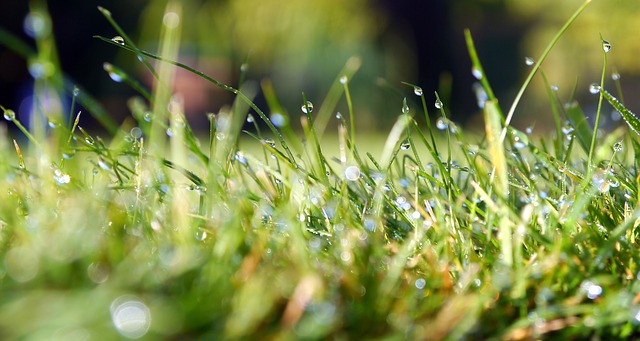 How to Look After Your Lawn this Autumn