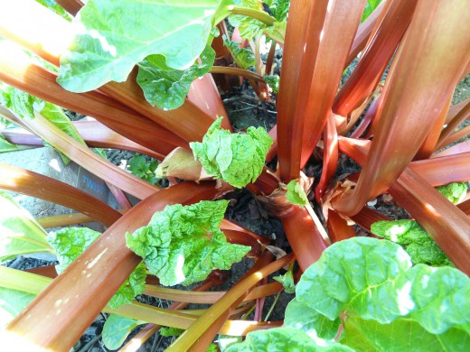 How to Grow Rhubarb