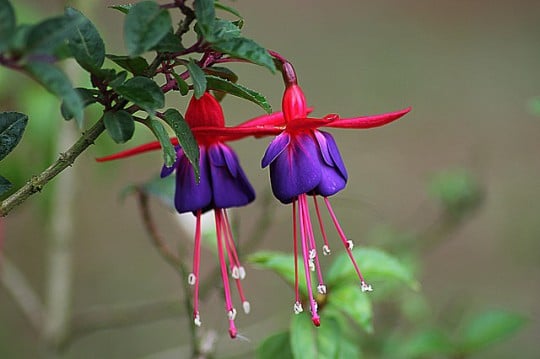 How To Prevent Fuchsia Rust