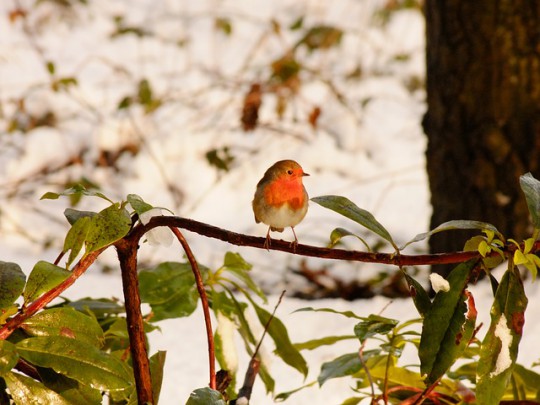 5 Tips on Caring for Wildlife During Winter