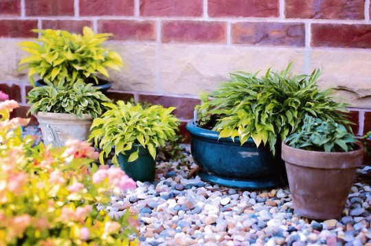 Choosing The Correct Plant Containers