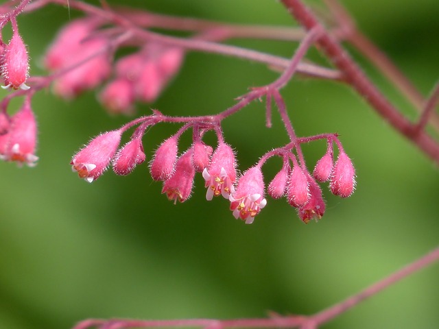 Top Five Perennials That Are Suitable For All Weathers