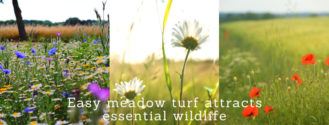 wildflower meadow turf