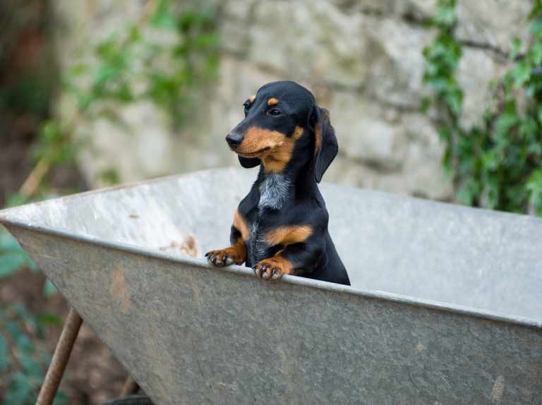 Creating a Dog-friendly Garden