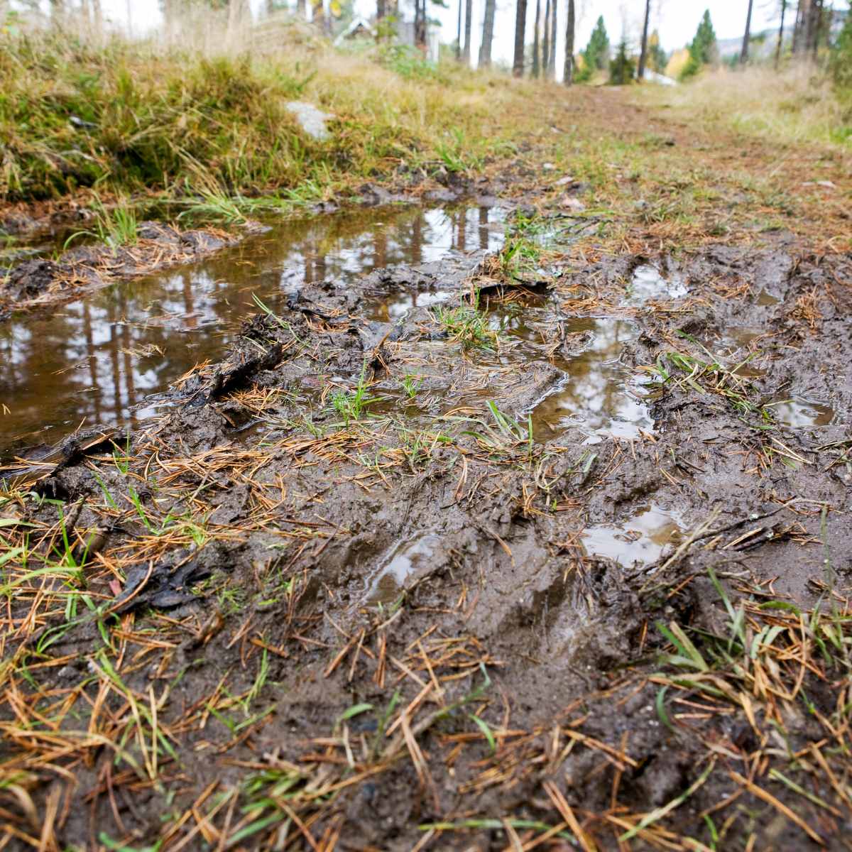 Wet fall weather can cause abundance of fungus