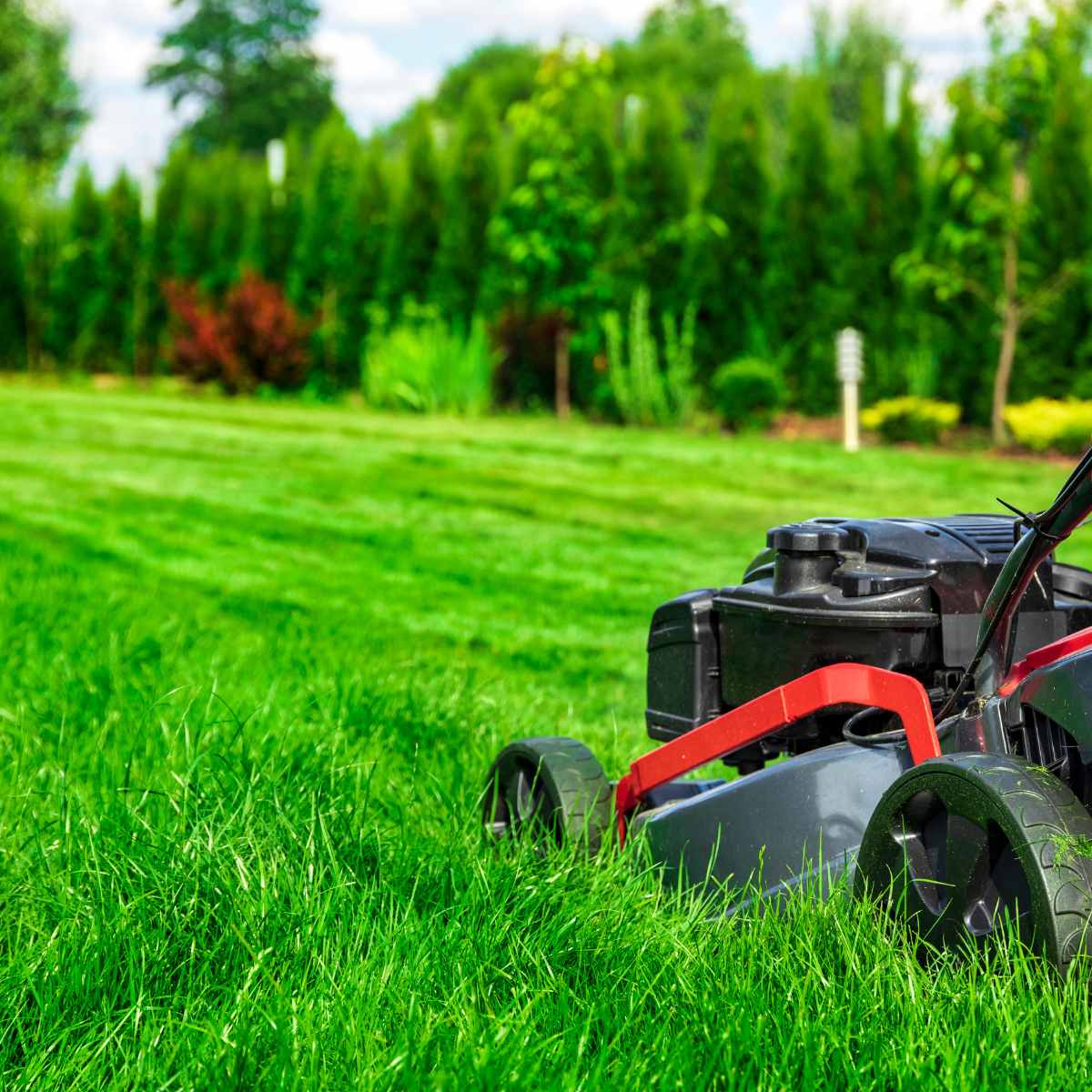 Tips for a Lush and Healthy Lawn: A Comprehensive Guide