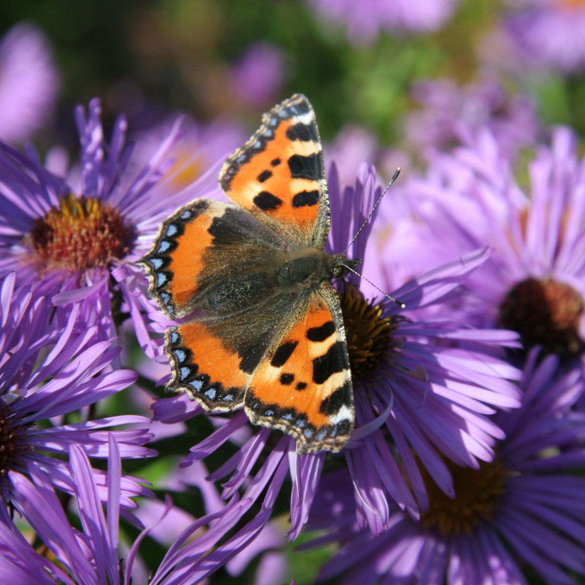 How to Create a Wildlife-Friendly Garden