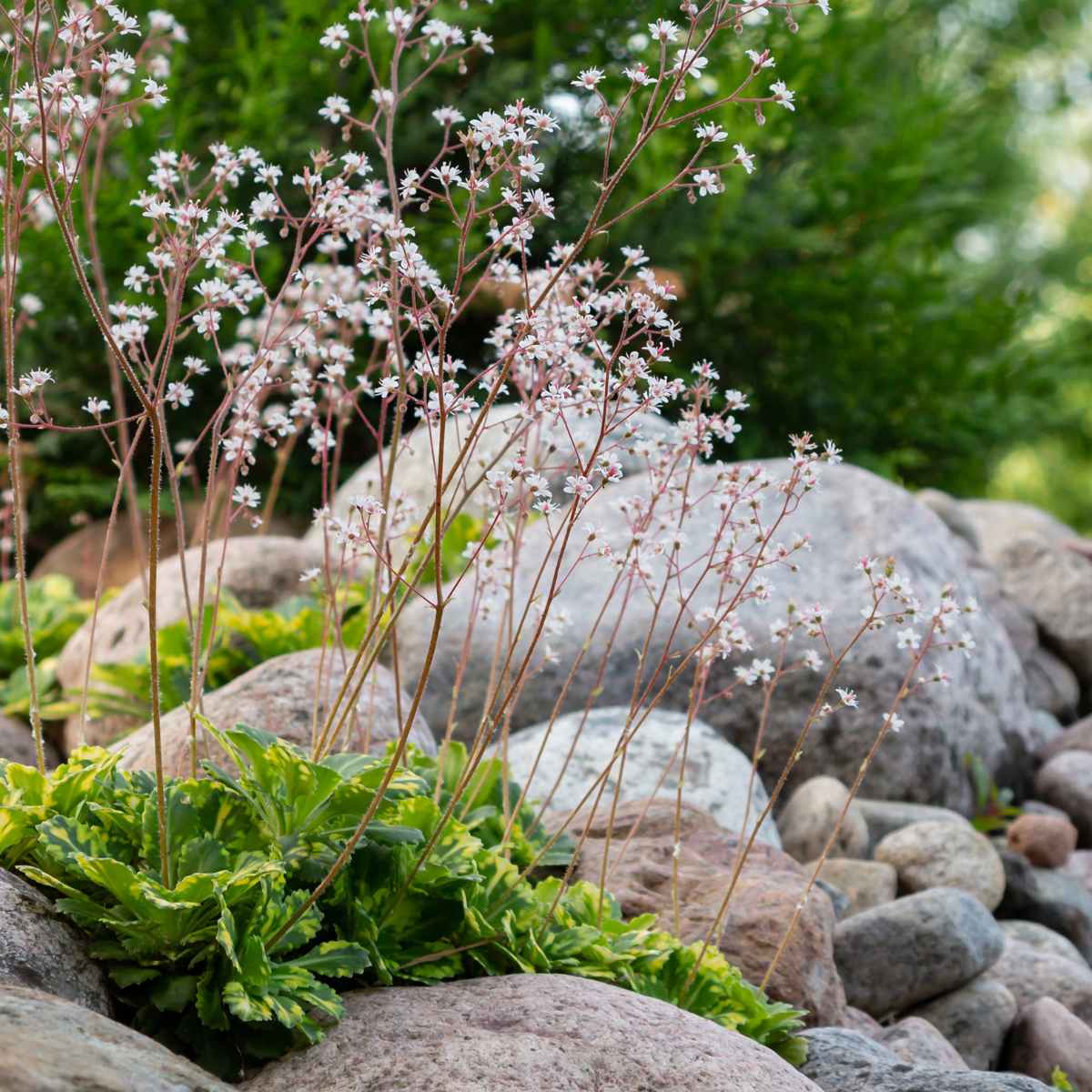 5 Tips For Garden Rockery Designs