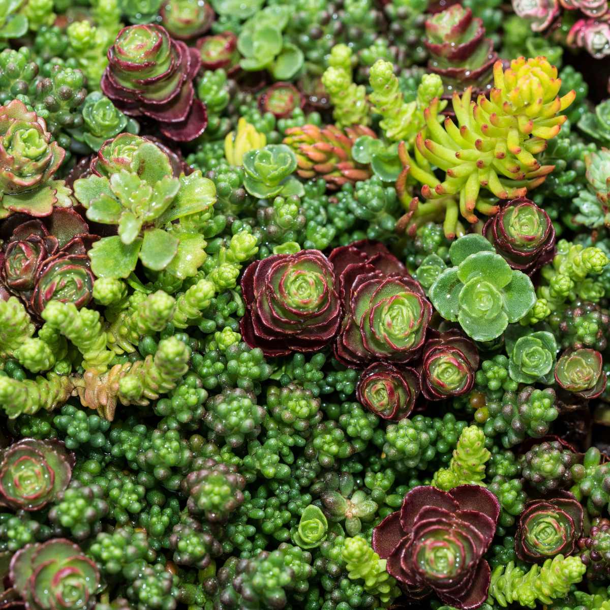 Ideal Plants For Your Rockery