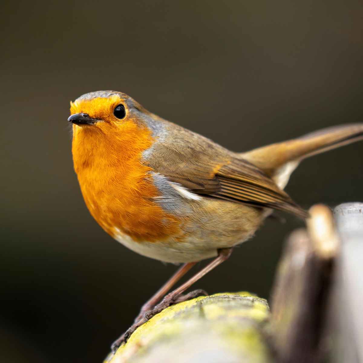 How to Attract Wildlife to your Garden