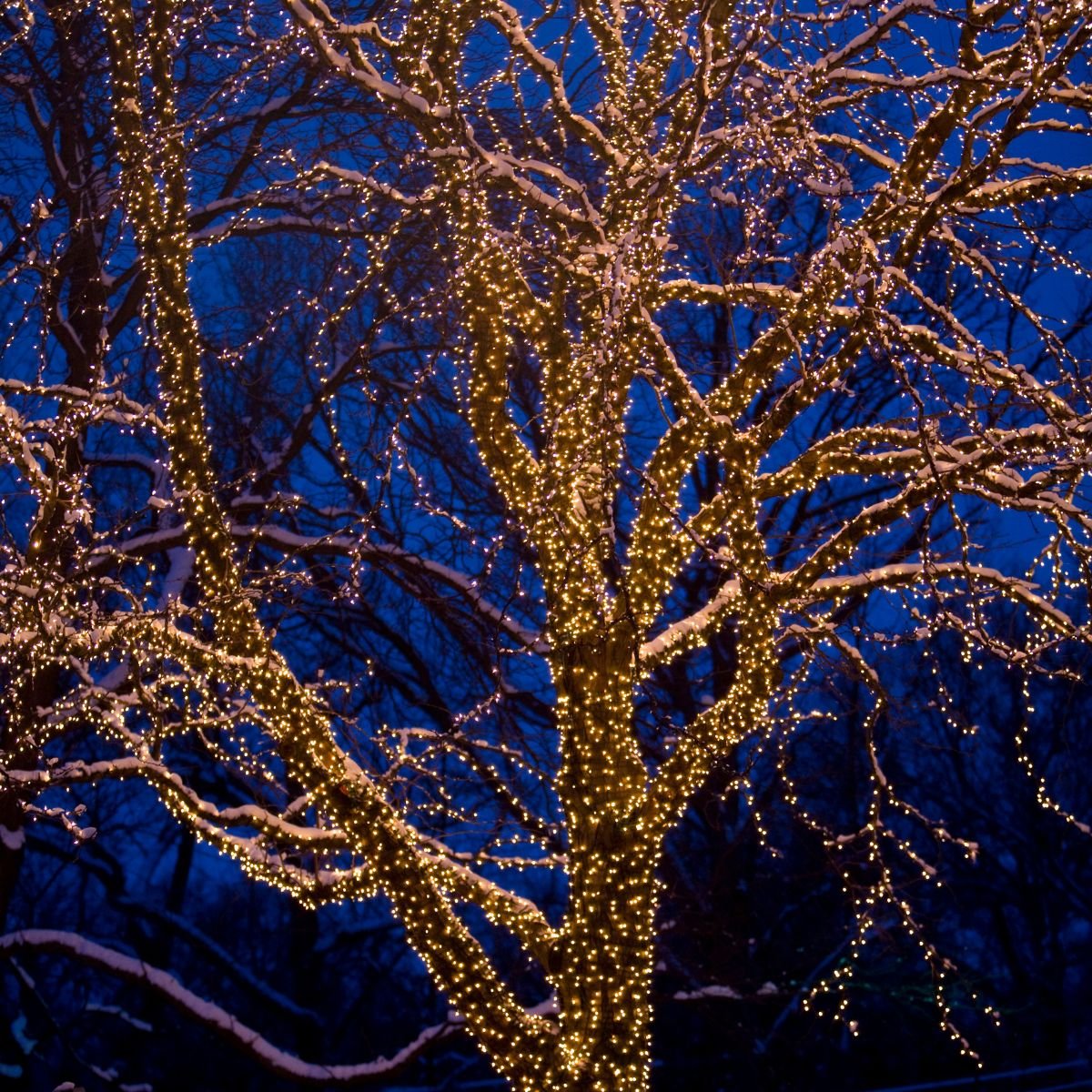 Best Ideas for Lighting up your Garden