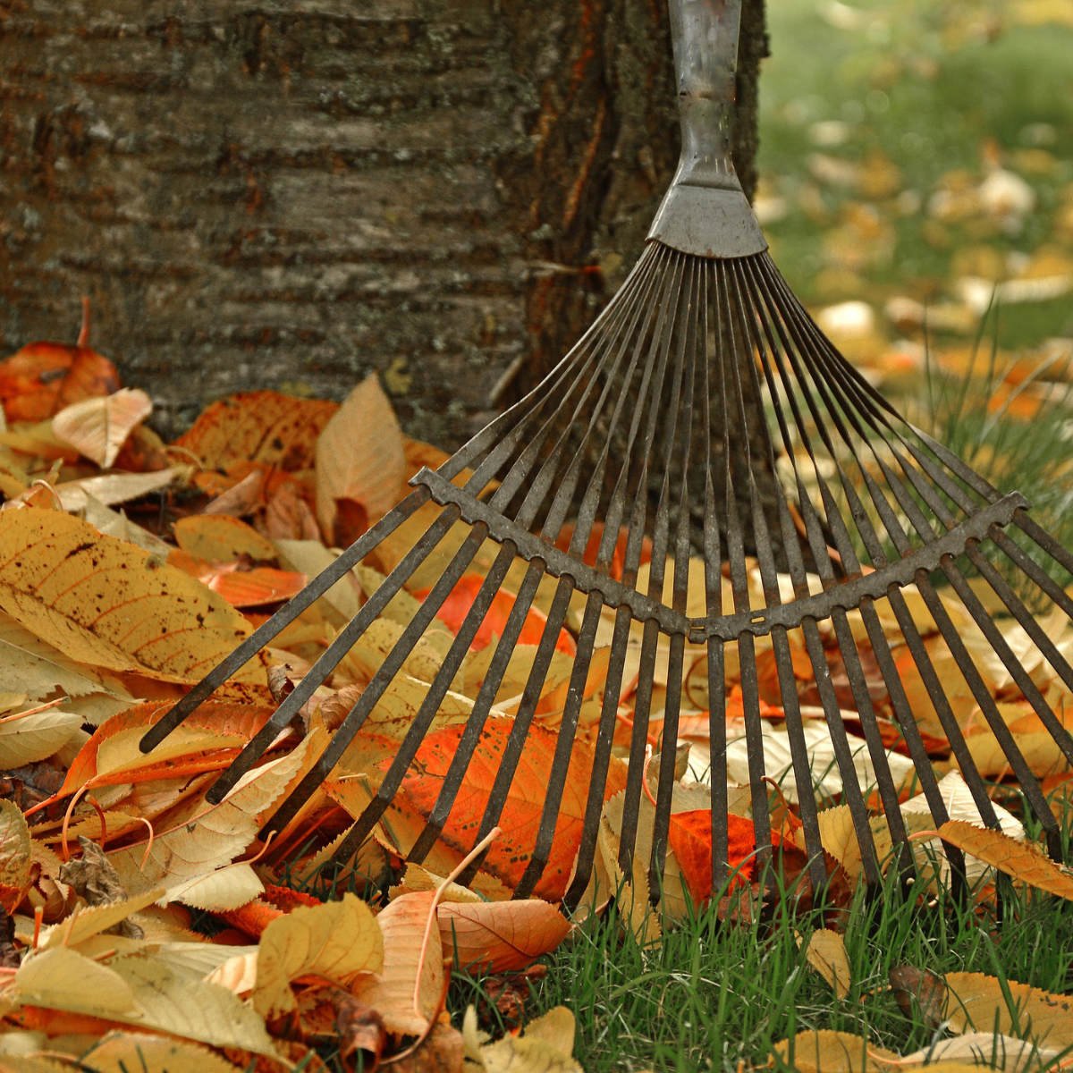 Great Autumn Trends for your Garden