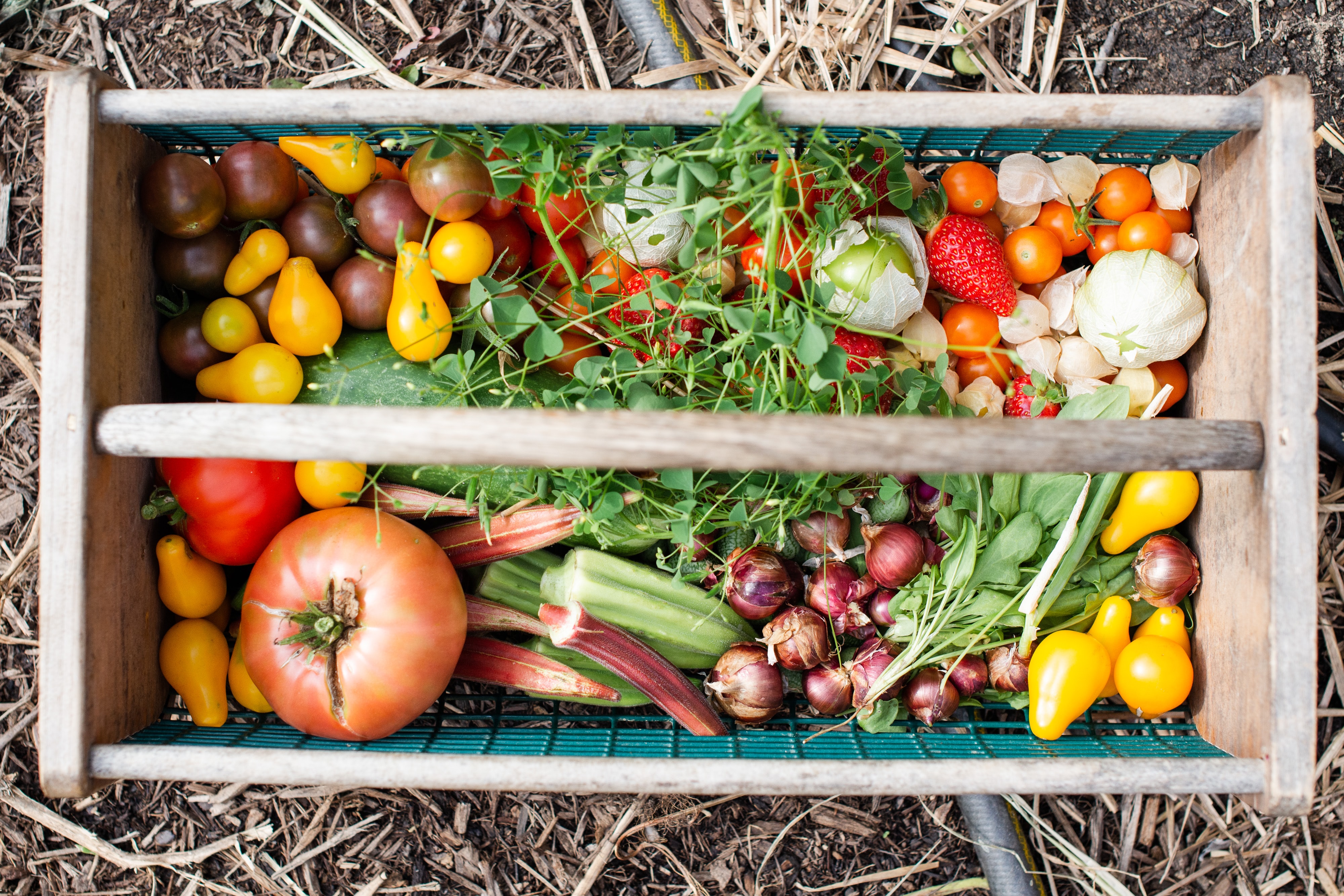 How to Design the Perfect Vegetable Garden