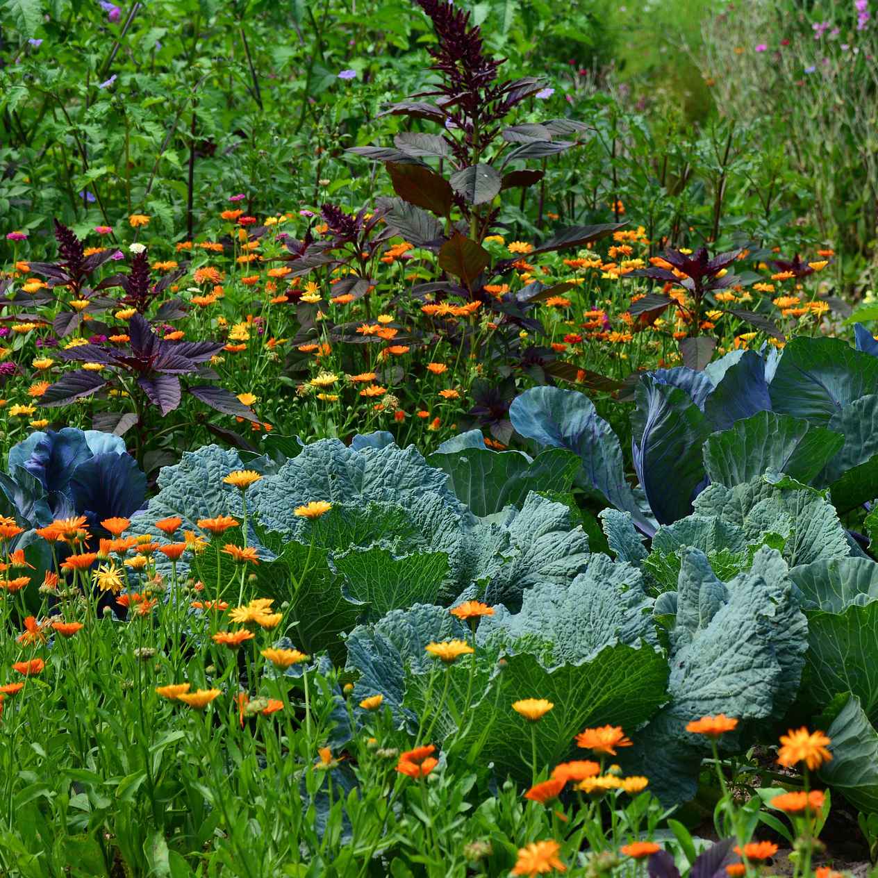 How to Grow a Vegetable Garden that is both Beautiful and Practical