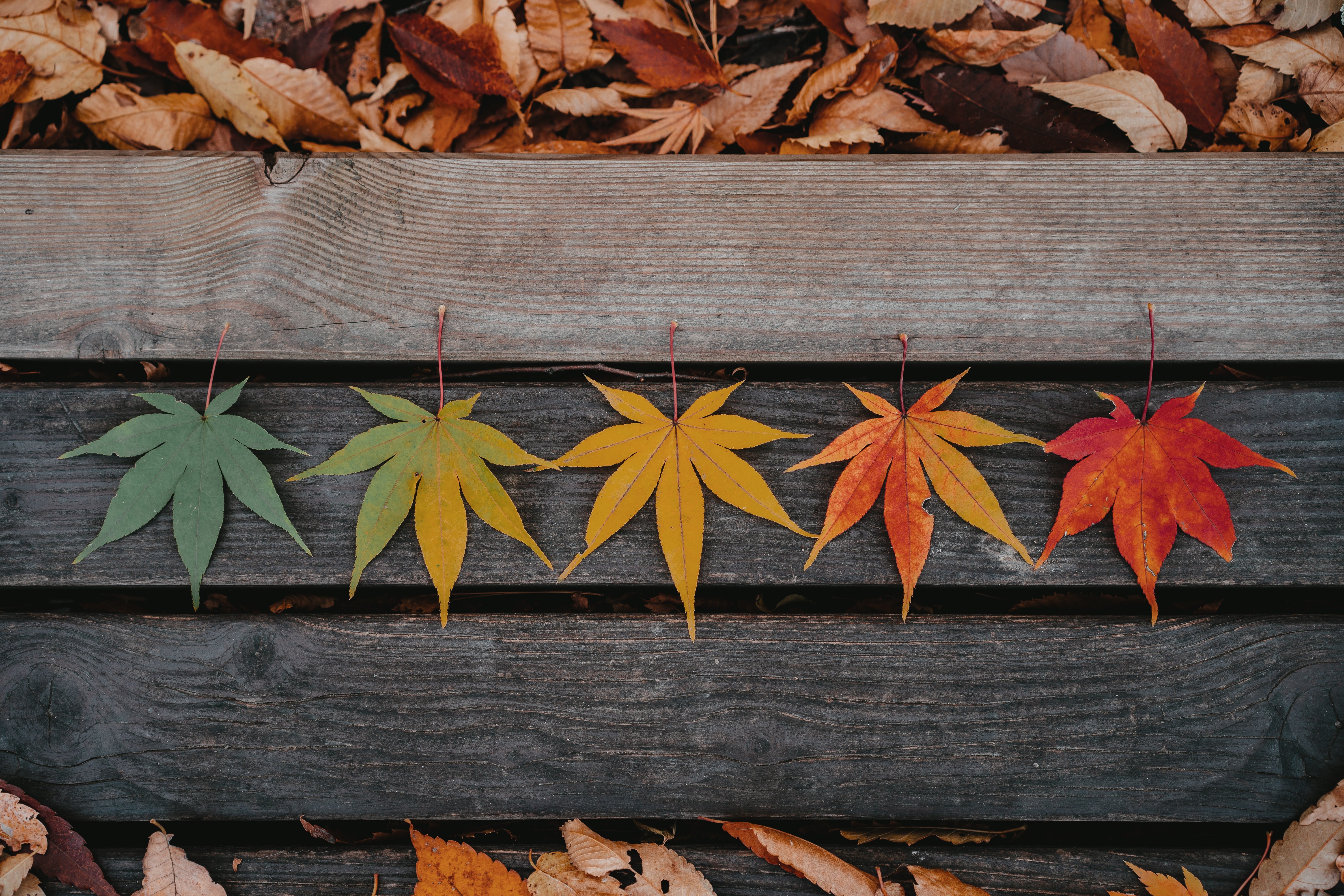 Turn Your Garden Into A Seasonal Display